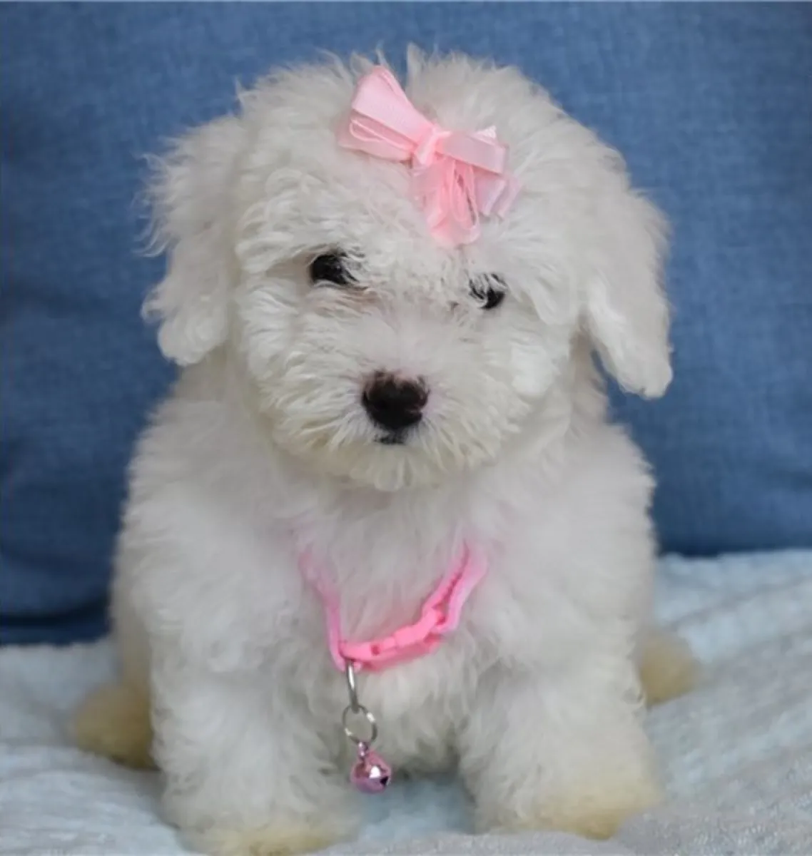 Chiots croisés maltais et caniche (Maltipoo) prêts pour un nouveau foyer.