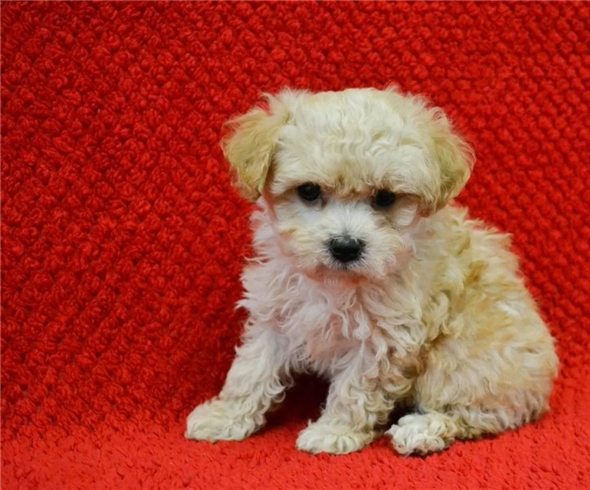 Chiots croisés maltais et caniche (Maltipoo) prêts pour un nouveau foyer.