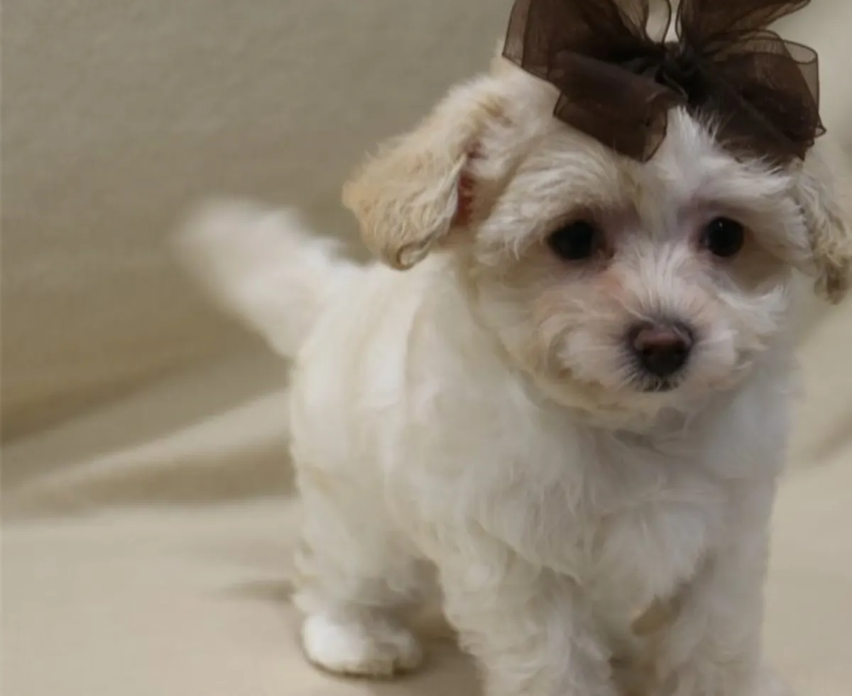Chiots croisés maltais et caniche (Maltipoo) prêts pour un nouveau foyer.
