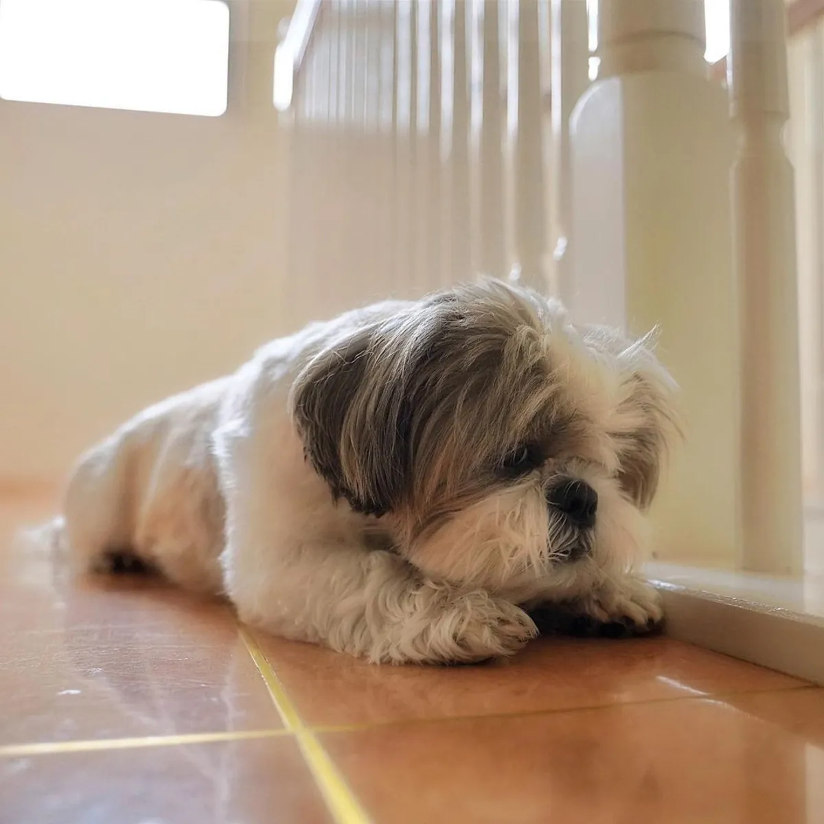 🐶SHIHTZU ADORABLE CACHORRITO🐶