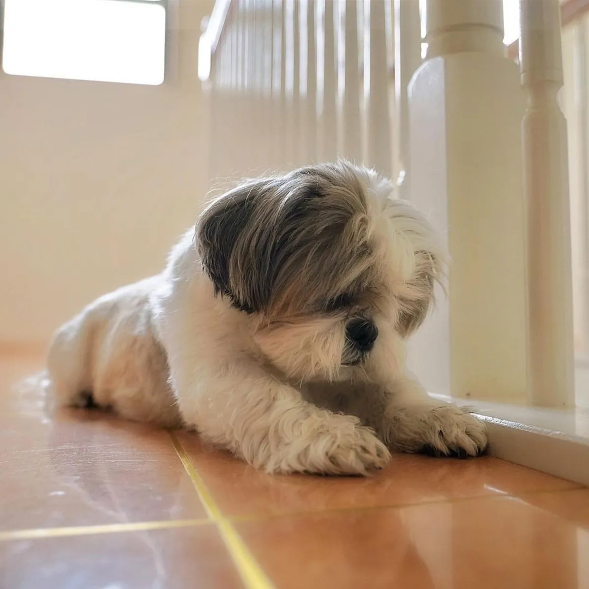 🐶SHIHTZU ADORABLE CACHORRITO🐶