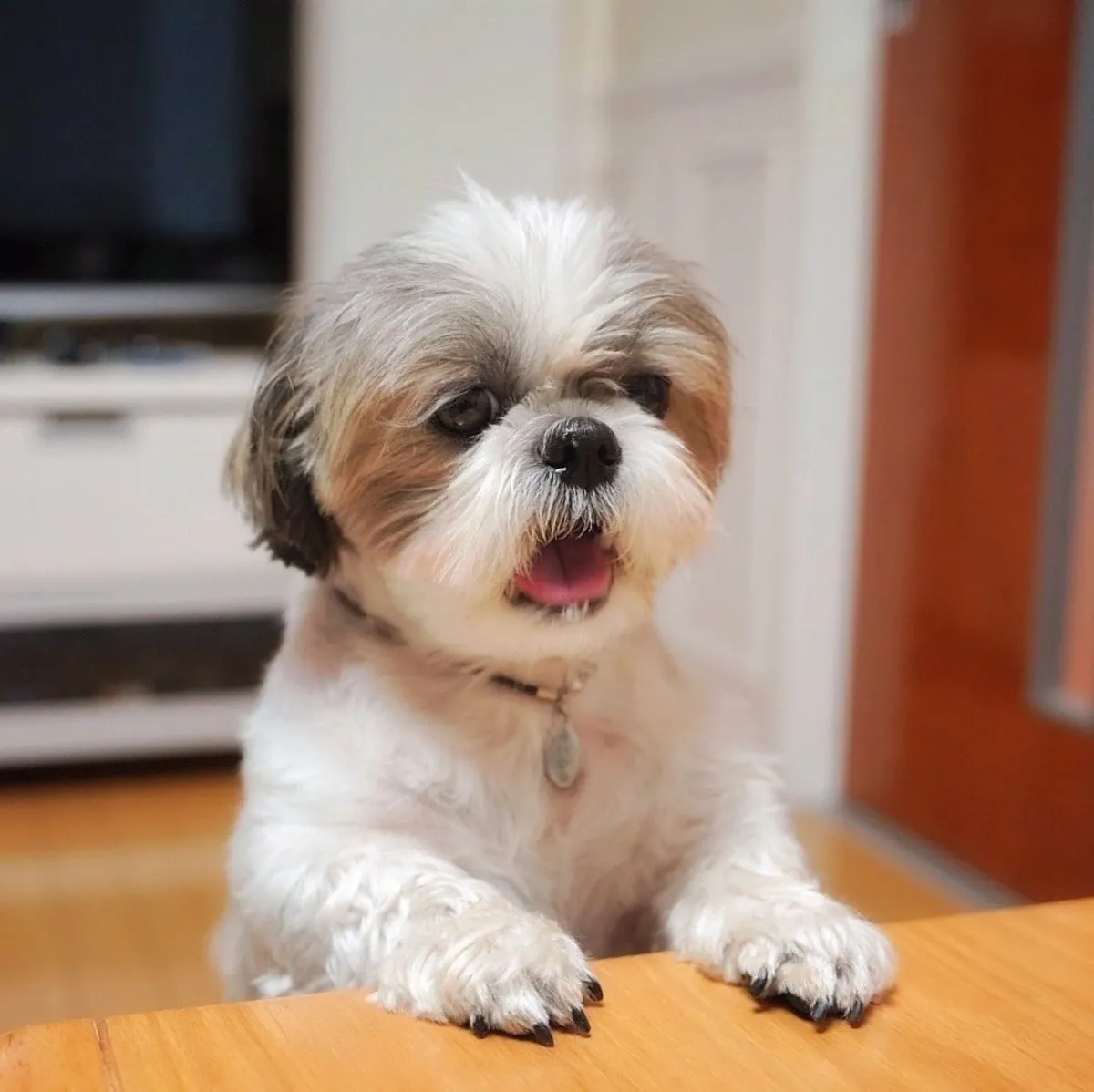🐶SHIHTZU ADORABLE CACHORRITO🐶