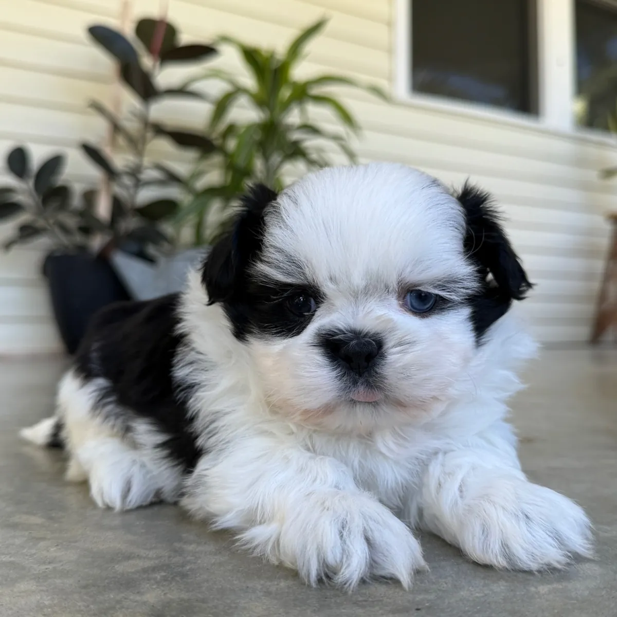 Shih Tzu con un hermoso pelaje blanco y negro l