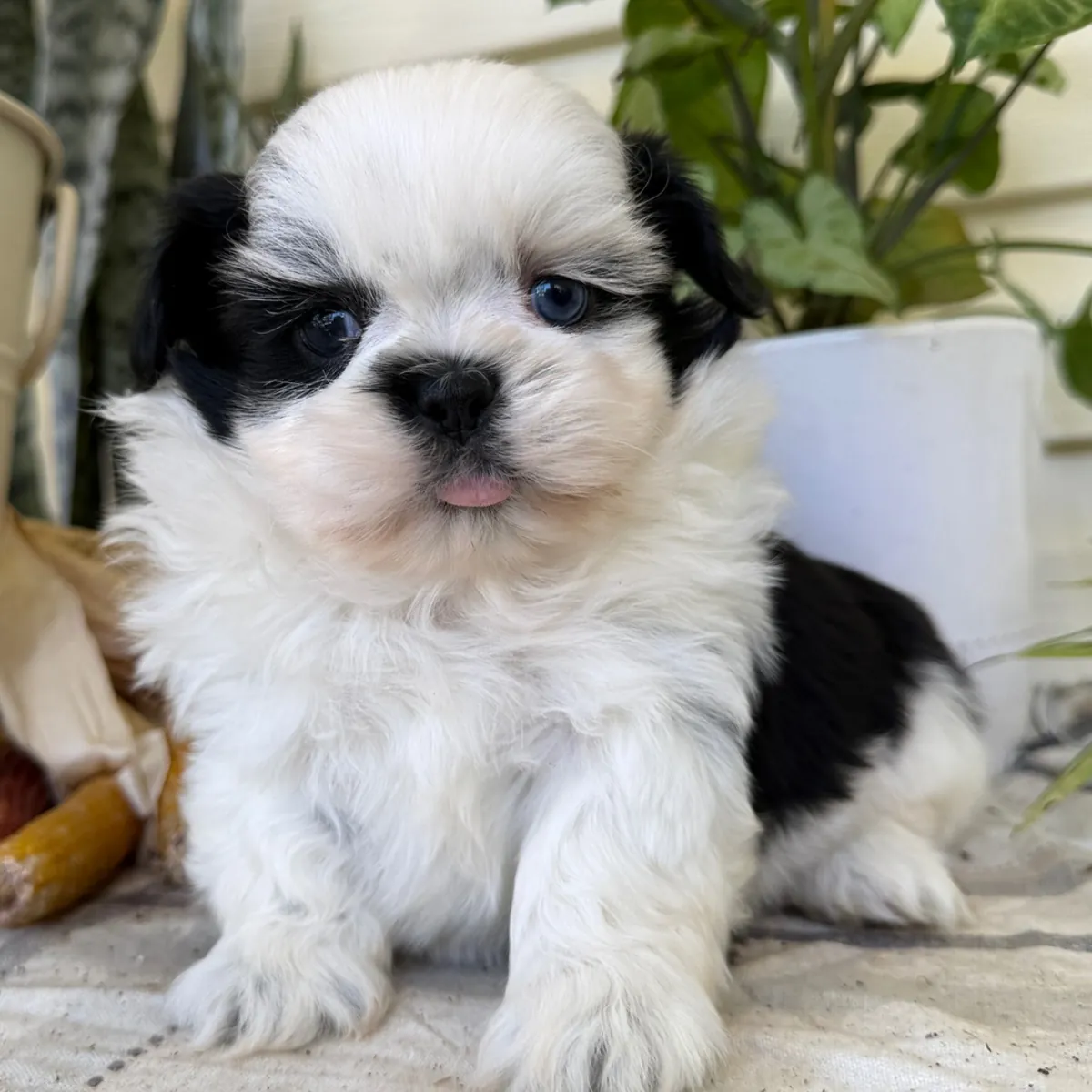 Shih Tzu con un hermoso pelaje blanco y negro l