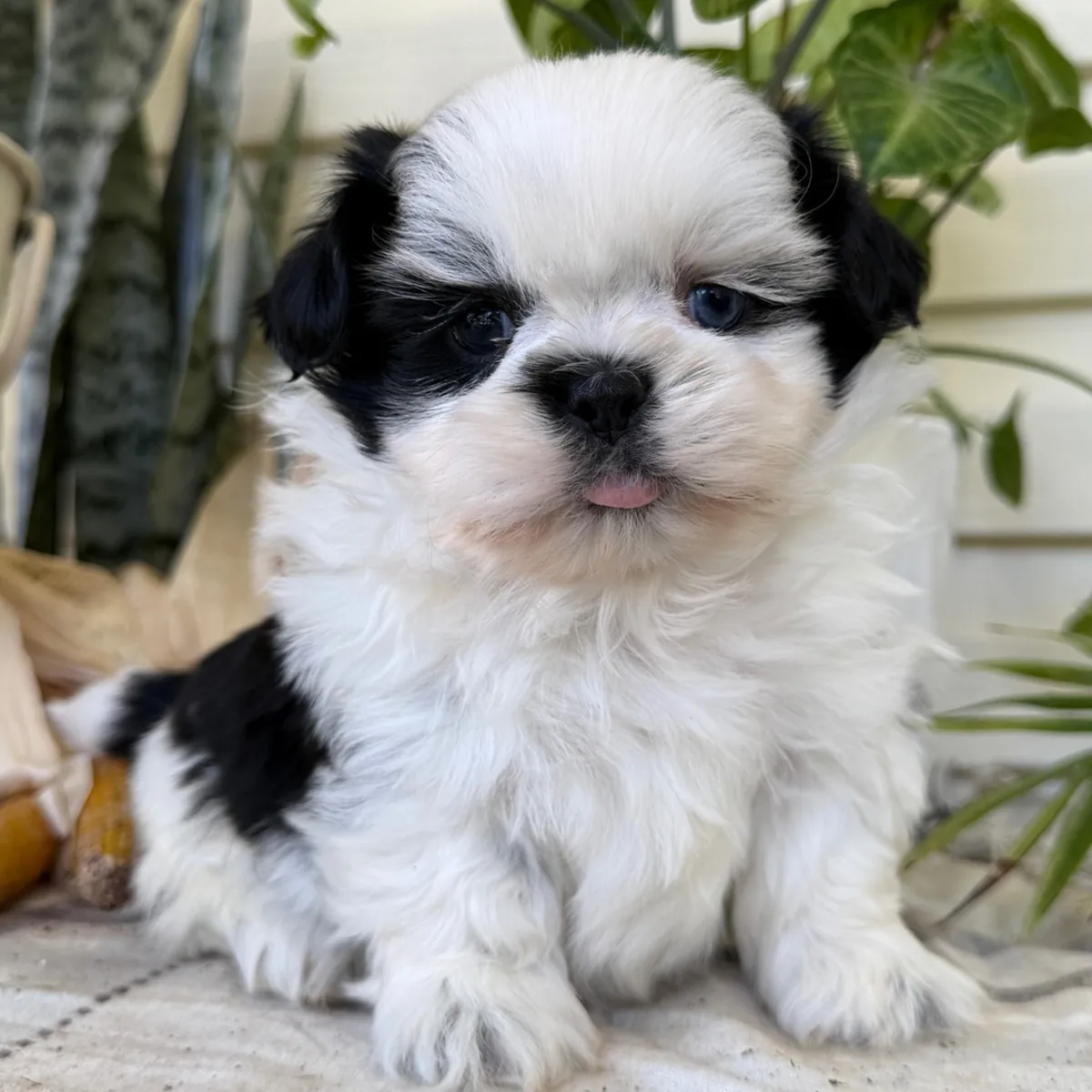 Shih Tzu con un hermoso pelaje blanco y negro l