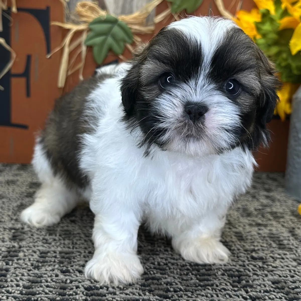 hermoso cachorro Shih Tzu