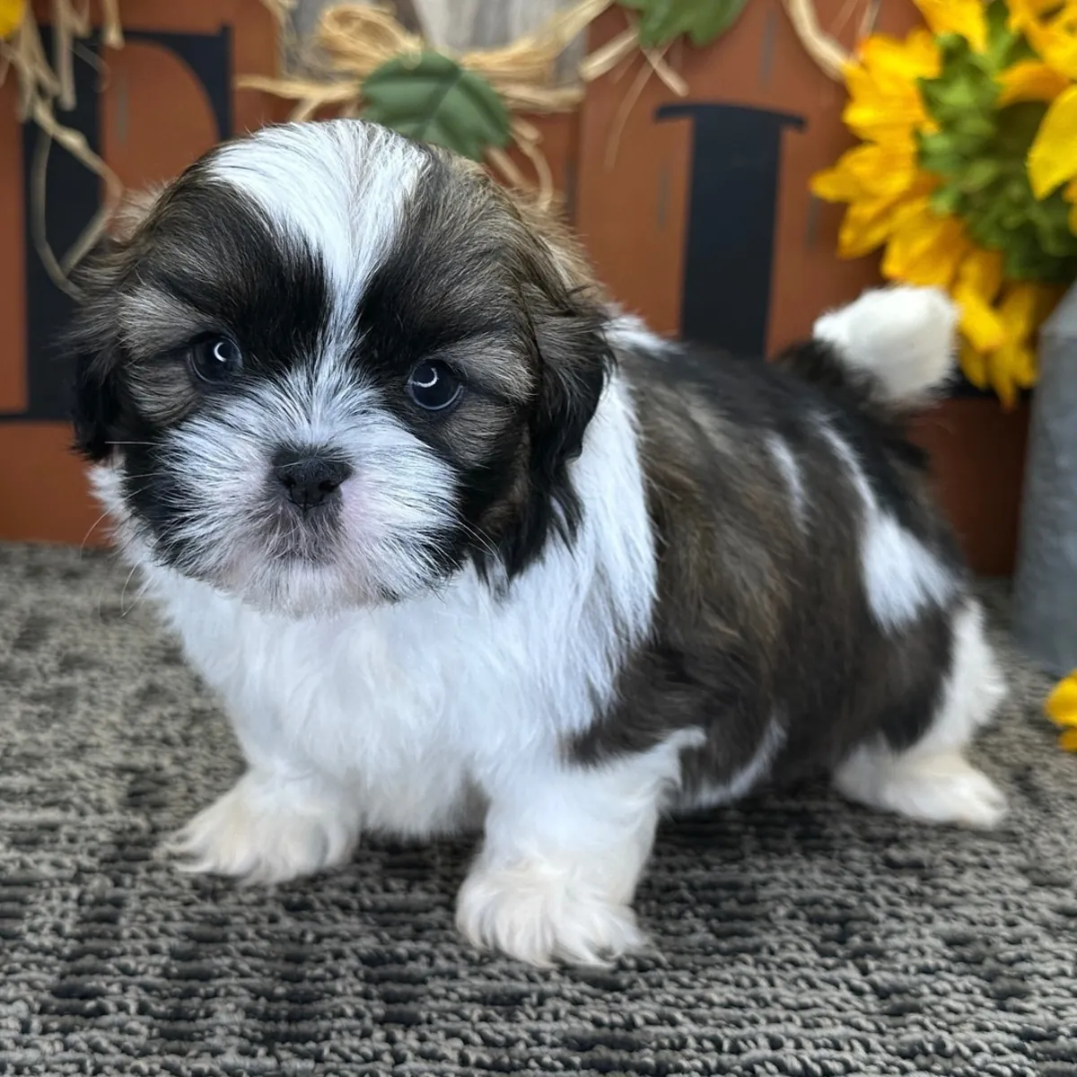 hermoso cachorro Shih Tzu