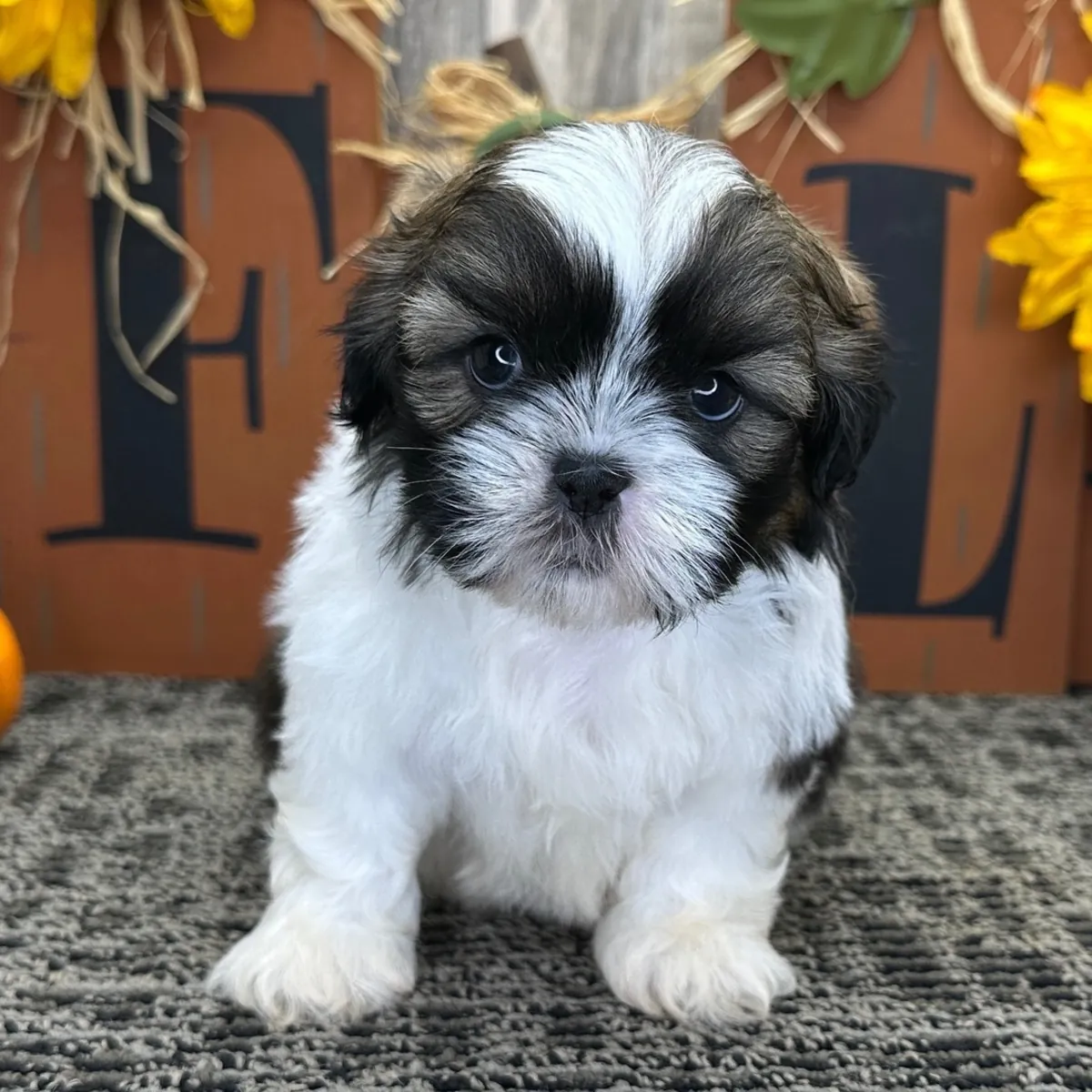 hermoso cachorro Shih Tzu