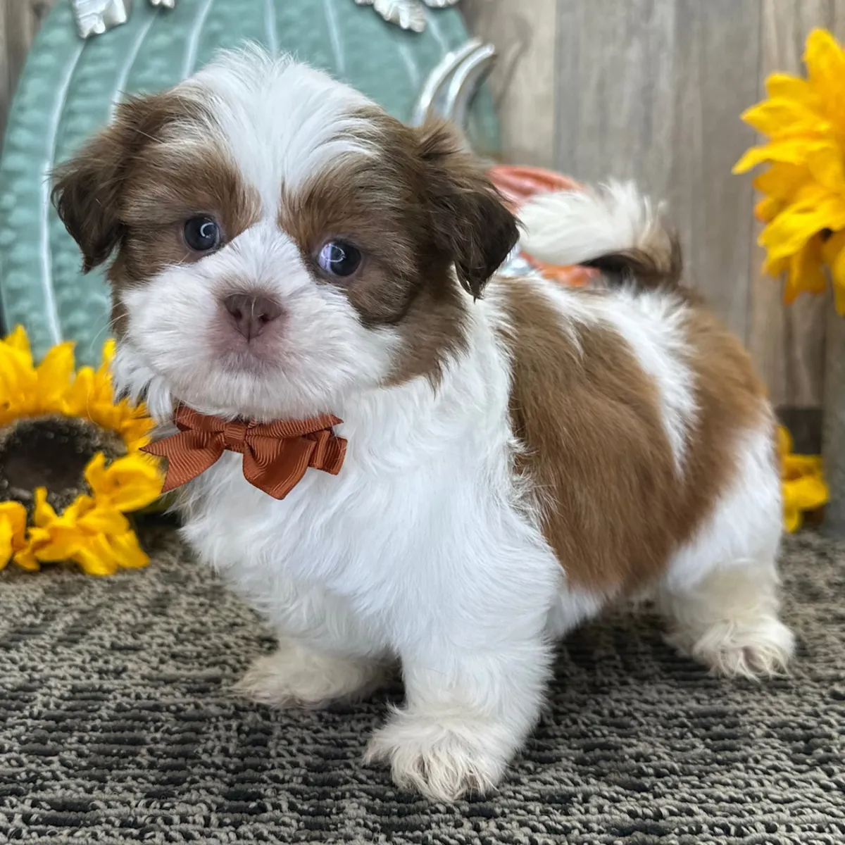 雄性西施犬