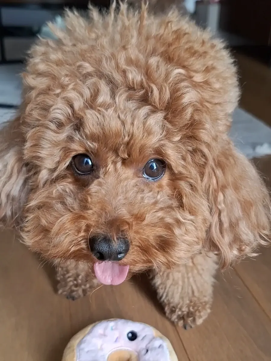 Hermosos cachorros de Poodle