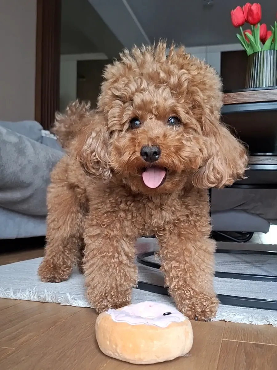 Hermosos cachorros de Poodle