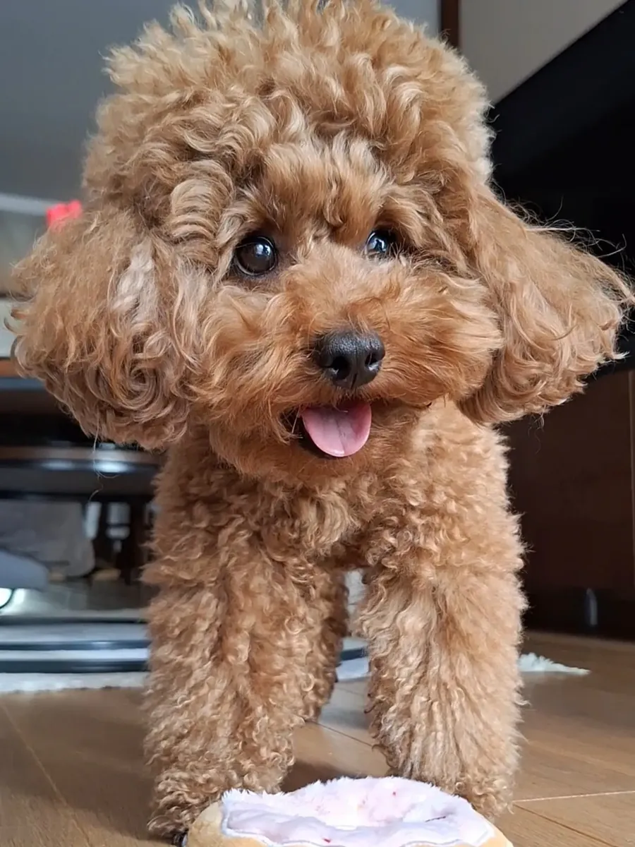 Hermosos cachorros de Poodle