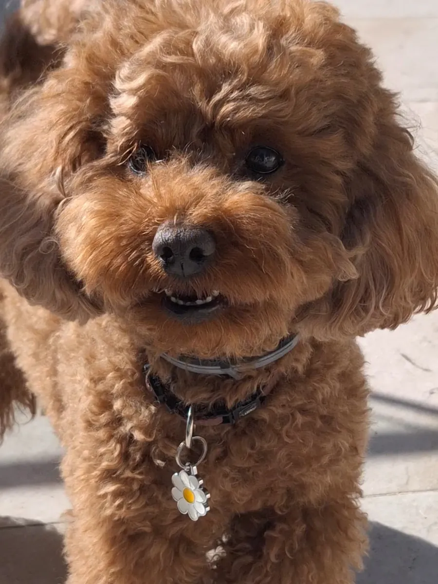Poodle Yavru