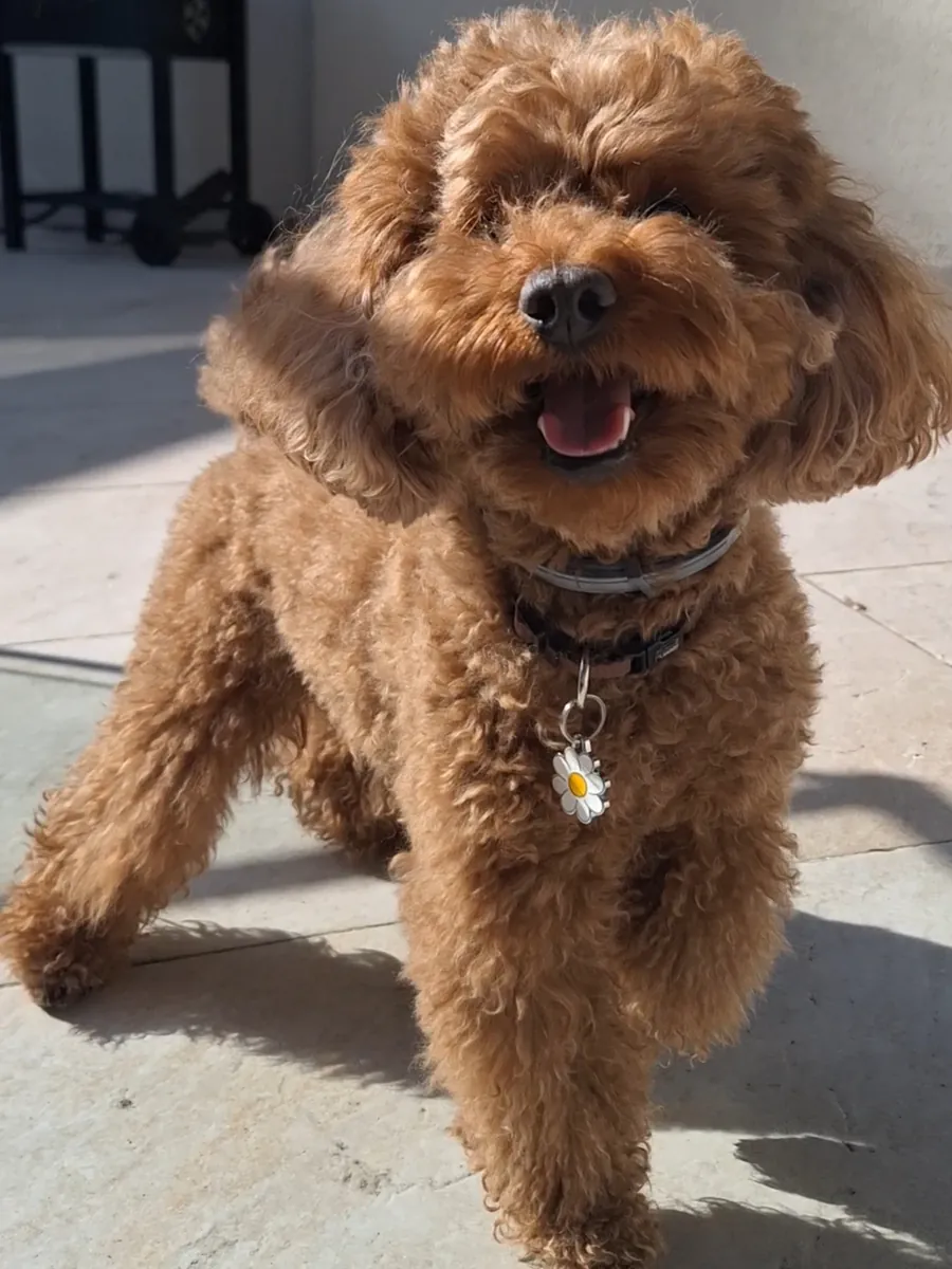 Poodle Yavru