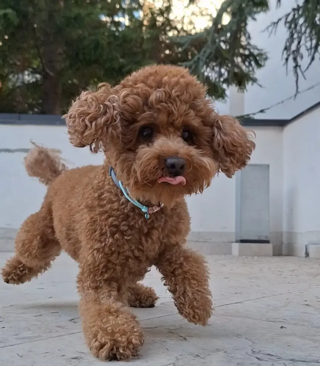 Hogar para siempre para fabuloso cachorro de caniche