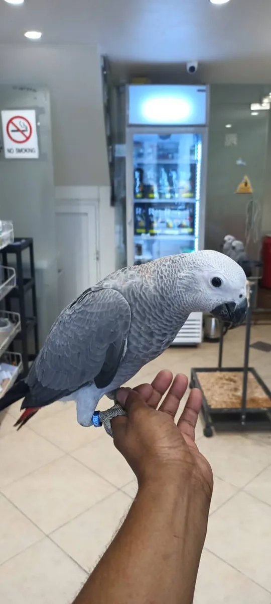 African Grey Parrots for Adoption