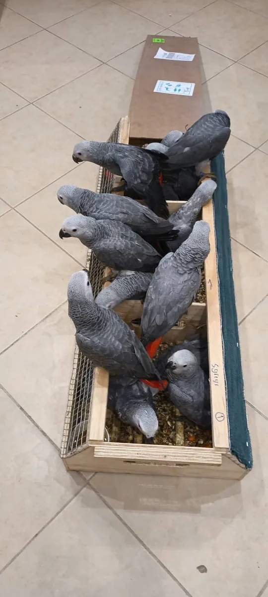 African Grey Parrots for Adoption
