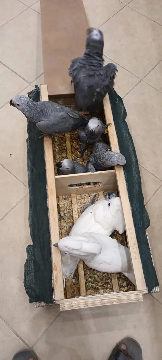 美丽的家养伞形鹦鹉