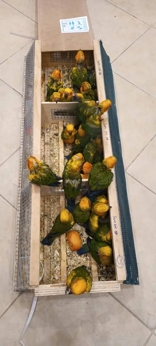 13周大的手养太阳鹦鹉