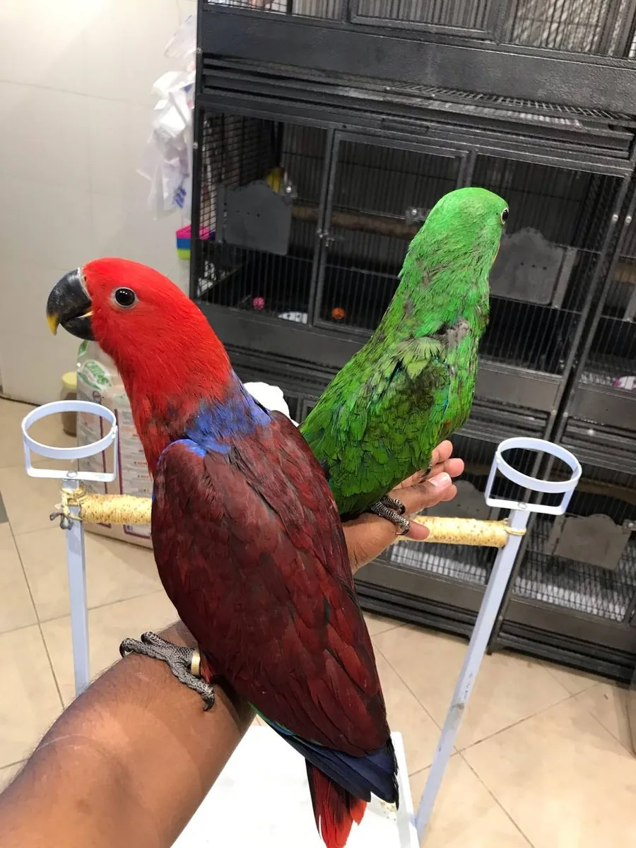 1岁雄性电眼鹦鹉