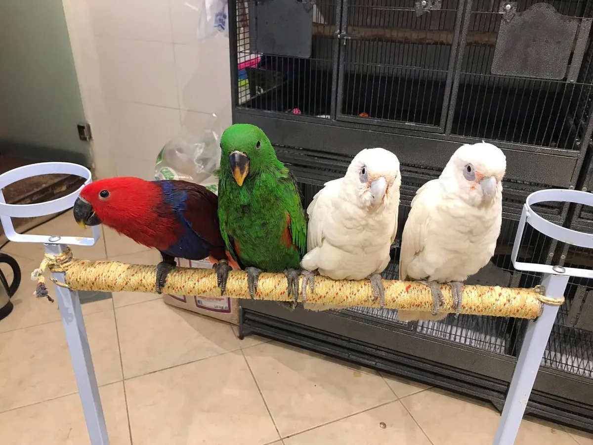 1岁雄性电眼鹦鹉