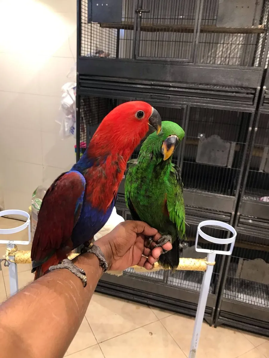 1岁雄性电眼鹦鹉