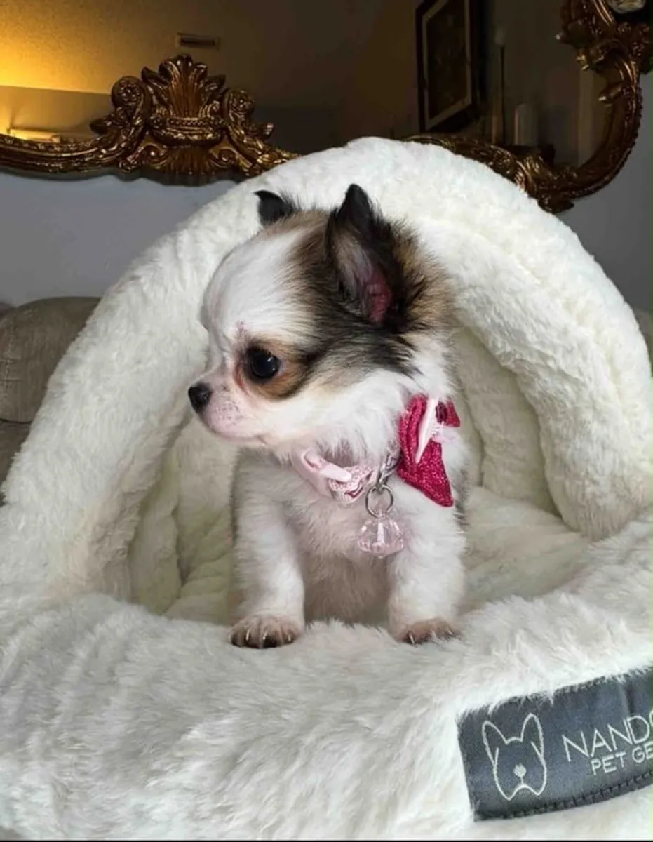 Sevimli maltipoo yavrusu evlatlık için