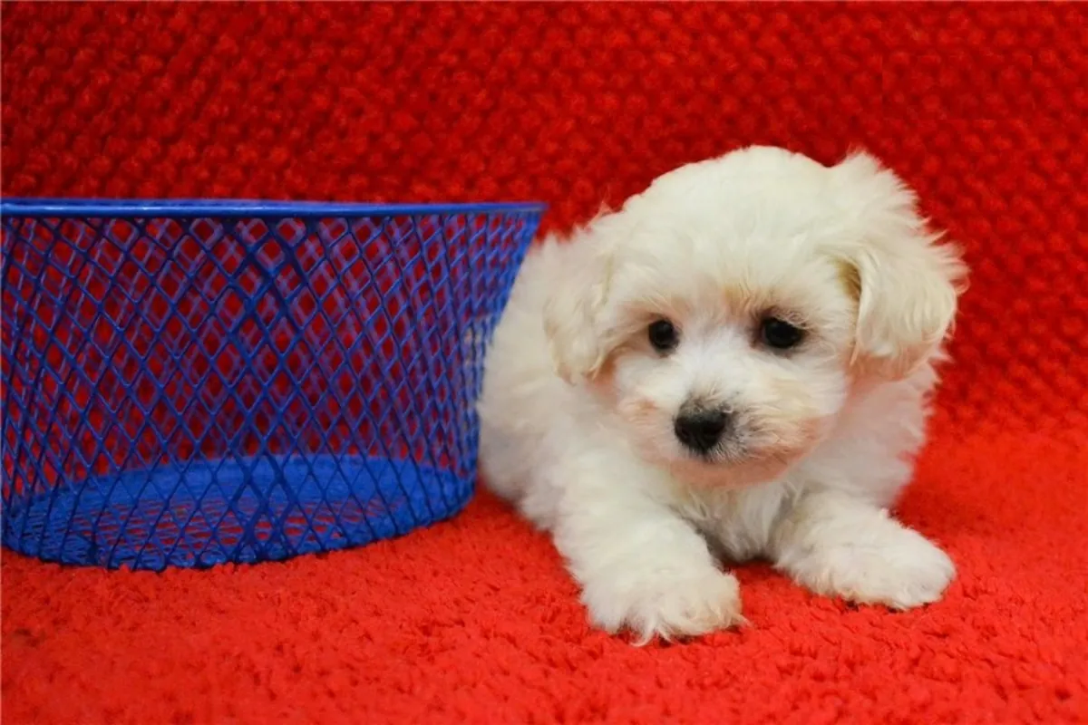 Preciosos cachorros Maltipoo