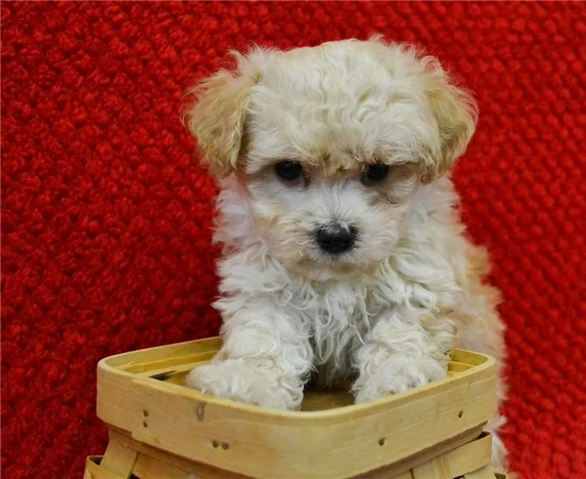 Preciosos cachorros Maltipoo