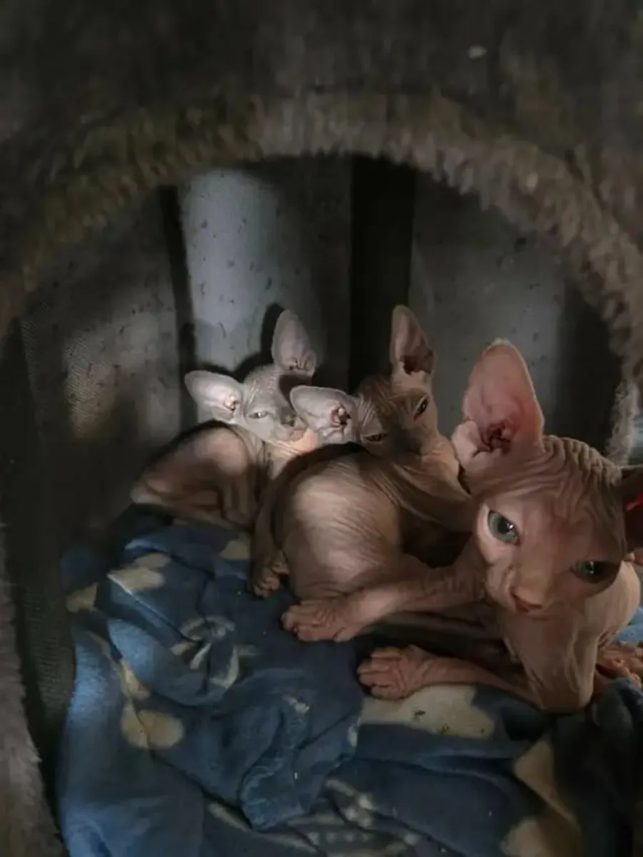 Güzel Sphynx Yavru Kediler