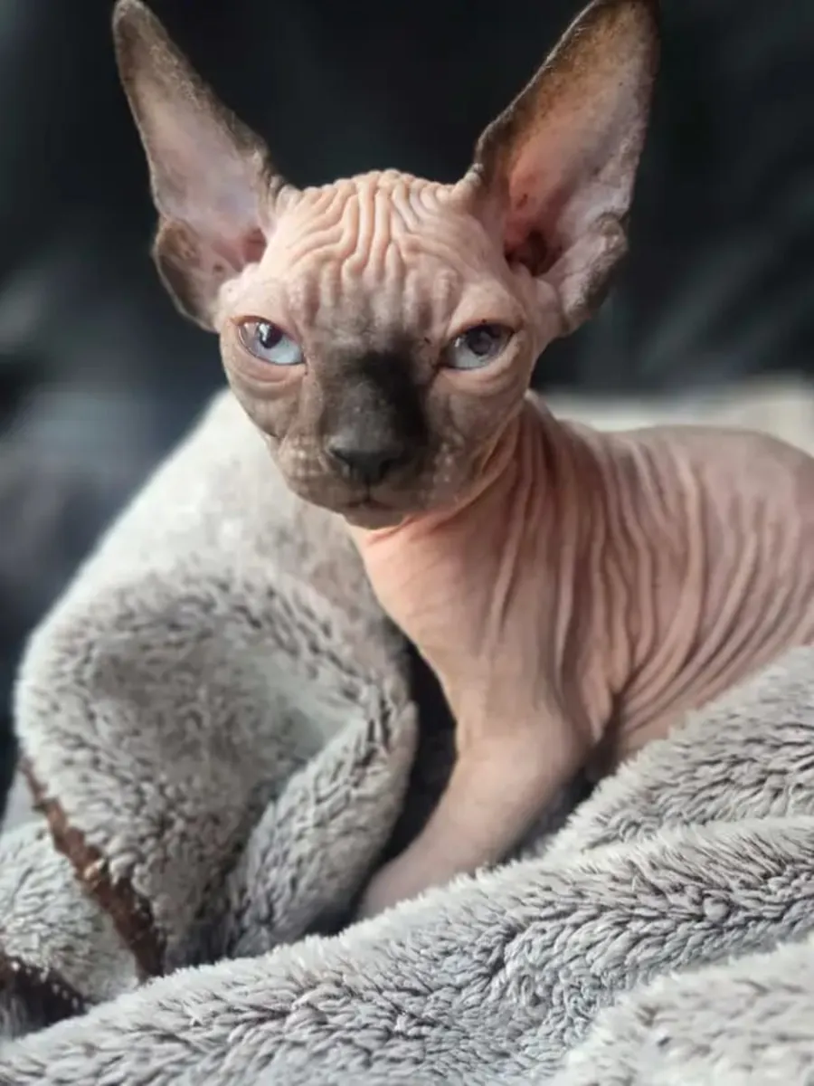 Sphynx-Kedisi mevcut