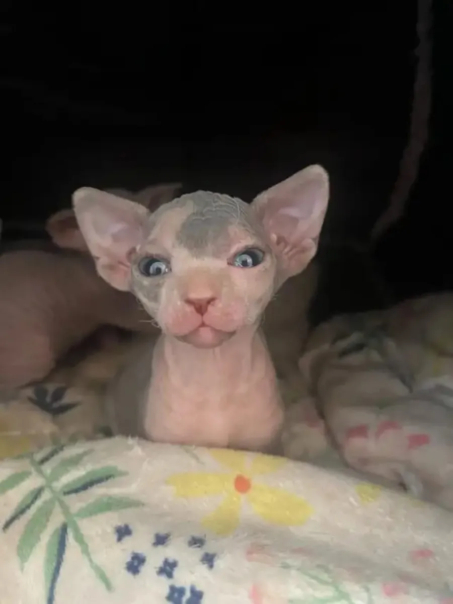 Entzückende Sphynx-Kätzchen