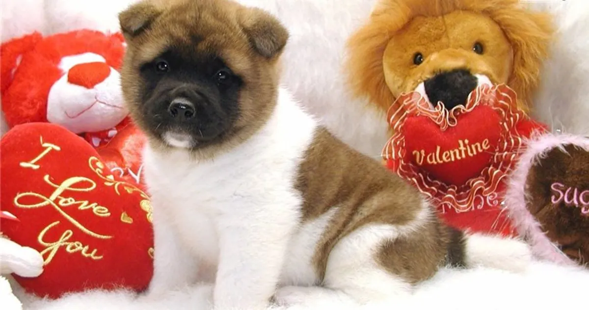 awesome Akita puppies male and females