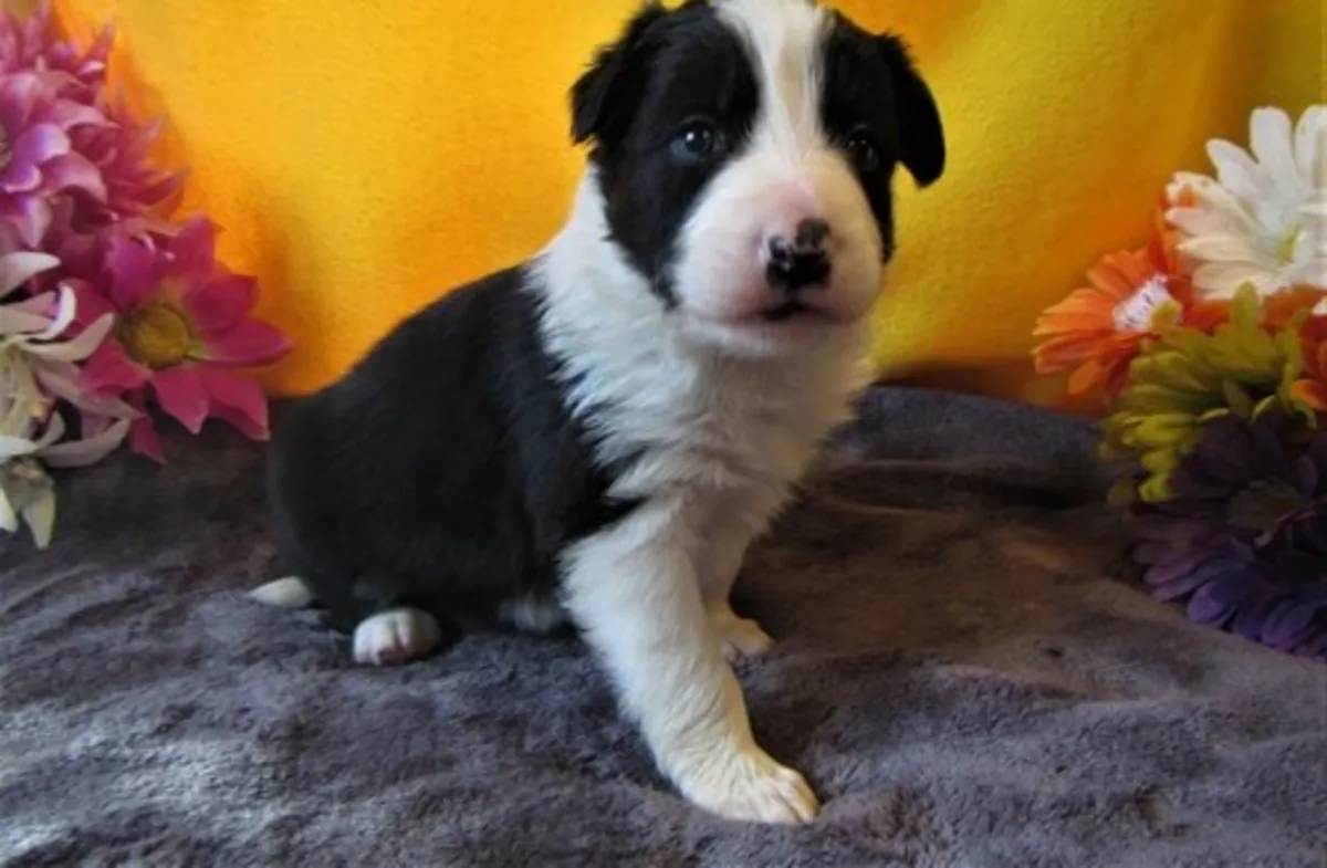 Beautiful Border Collie Puppies