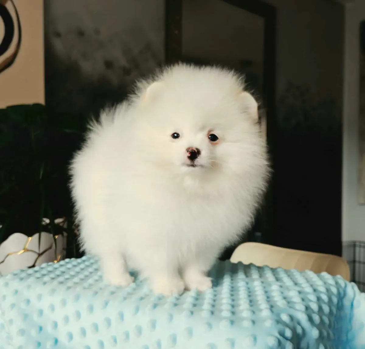 可爱的博美犬幼犬