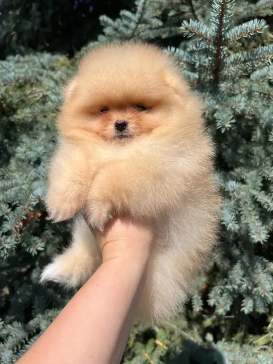 Pomeranian-Welpen – sofort abgabebereit