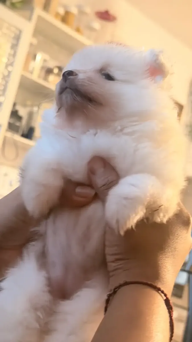 Zwergspitz-pomeranian