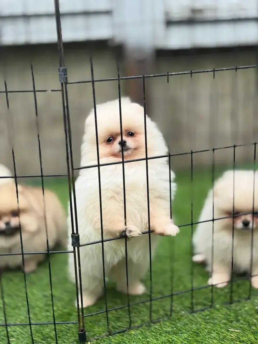 Zwergspitz-pomeranian