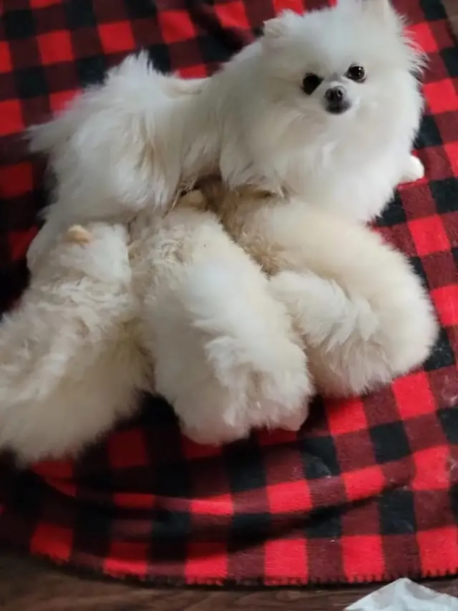 超级可爱的迷你博美犬幼犬
