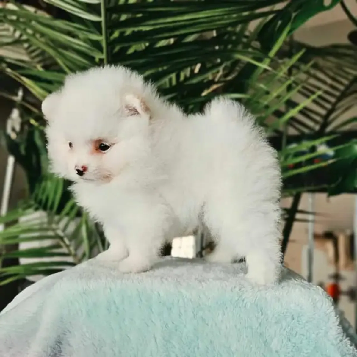 超级可爱的迷你博美犬幼犬