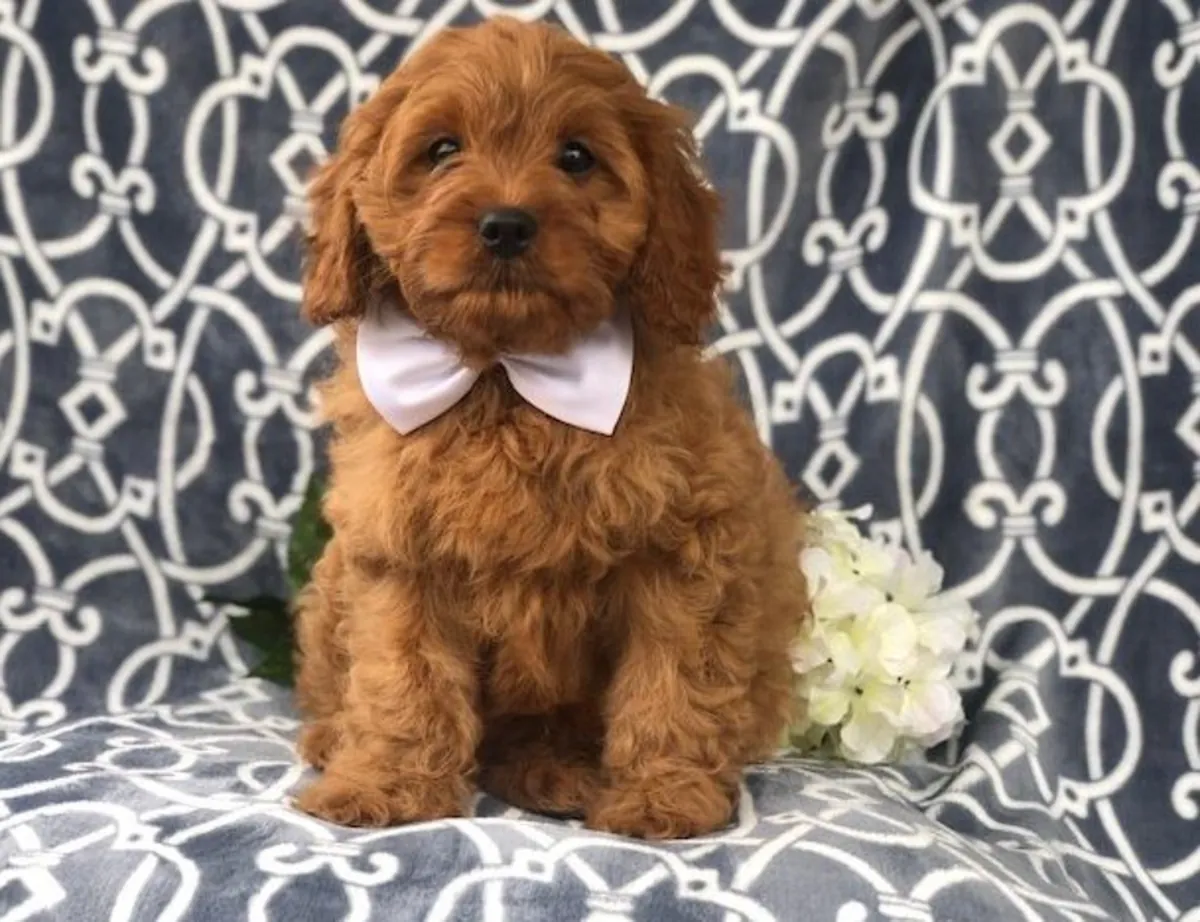 Cavapoo Yavruları şimdi hazır