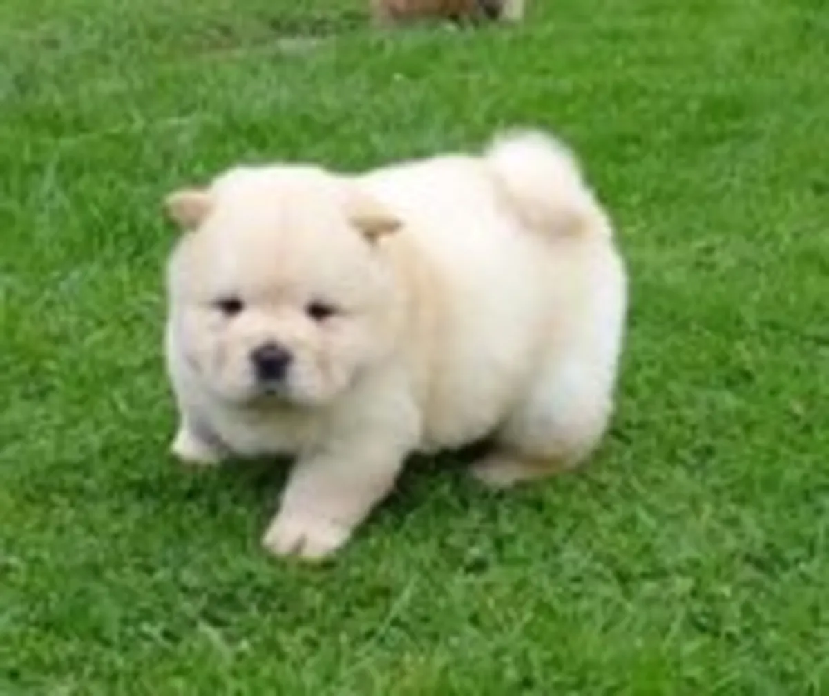 出售松狮幼犬