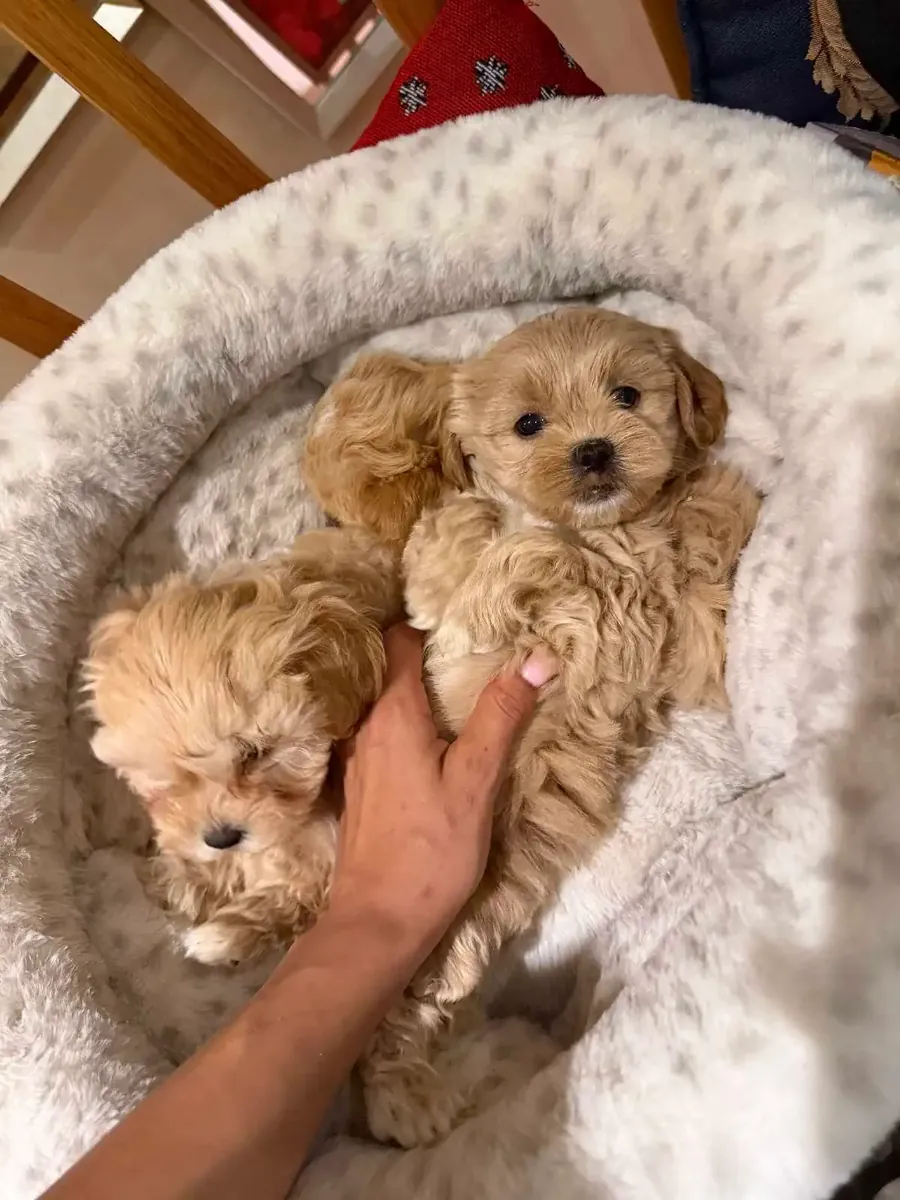Charmants chiots Maltipoo