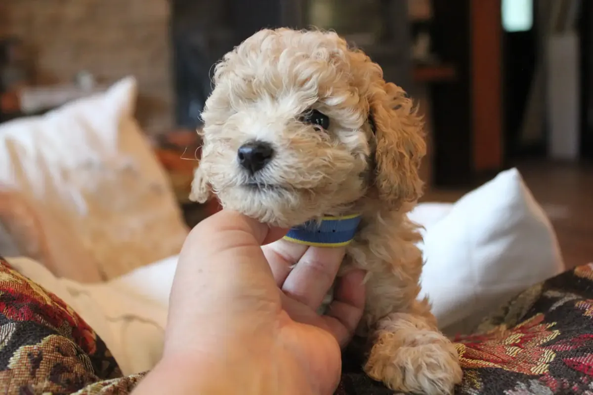 马尔济斯贵宾犬幼犬
