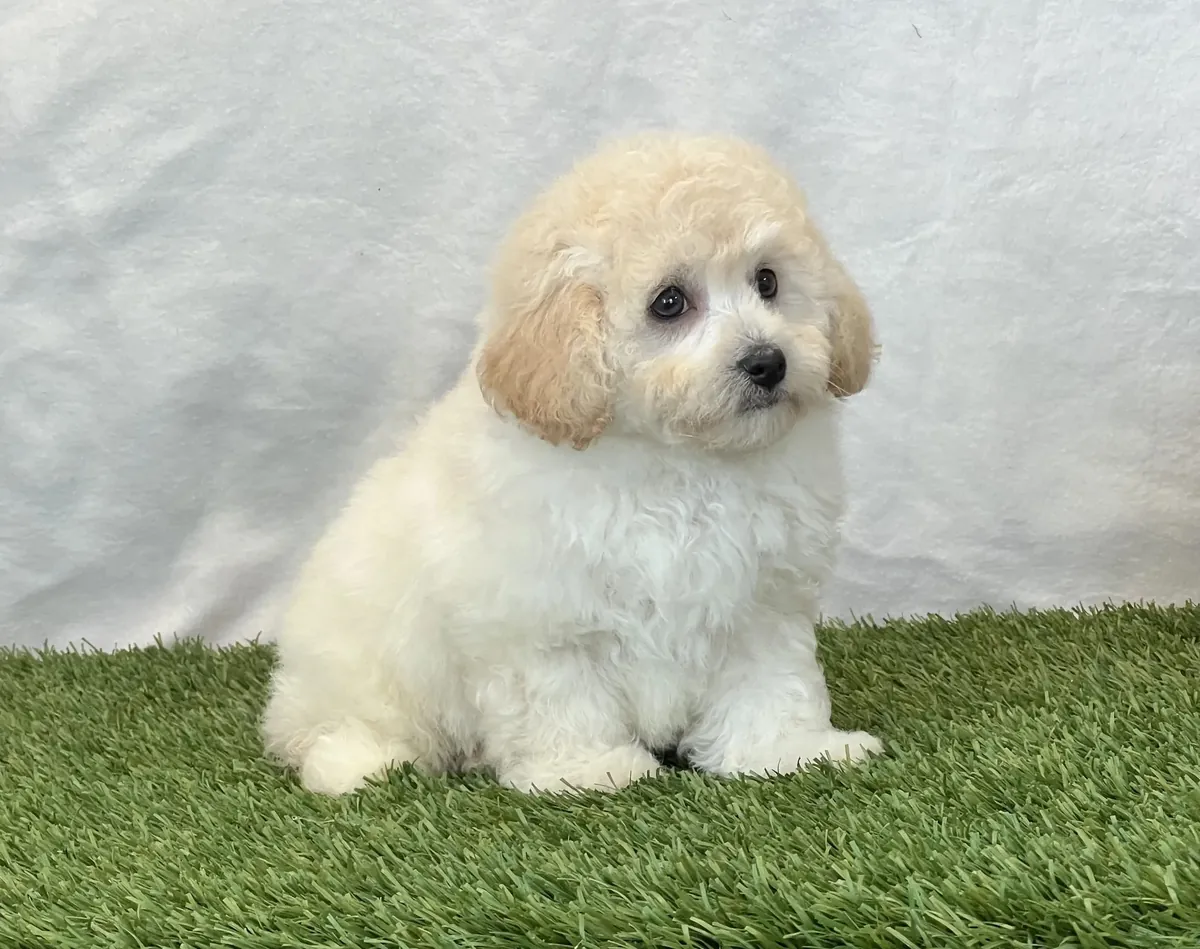 Preciosos cachorros Bichpoo disponibles