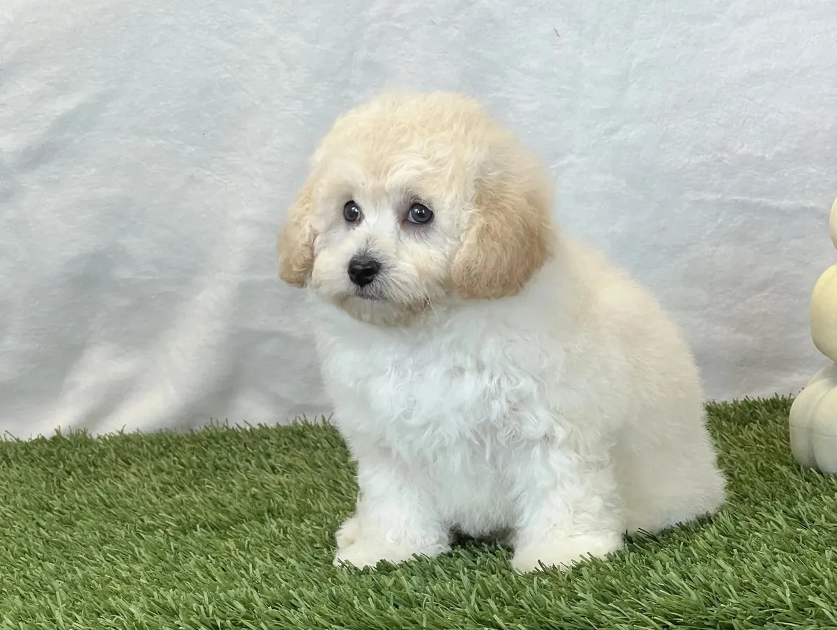 Preciosos cachorros Bichpoo disponibles
