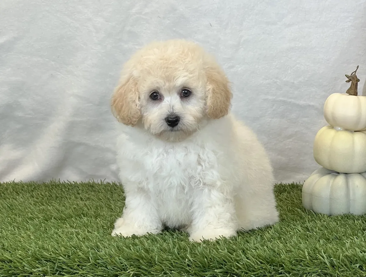 Preciosos cachorros Bichpoo disponibles