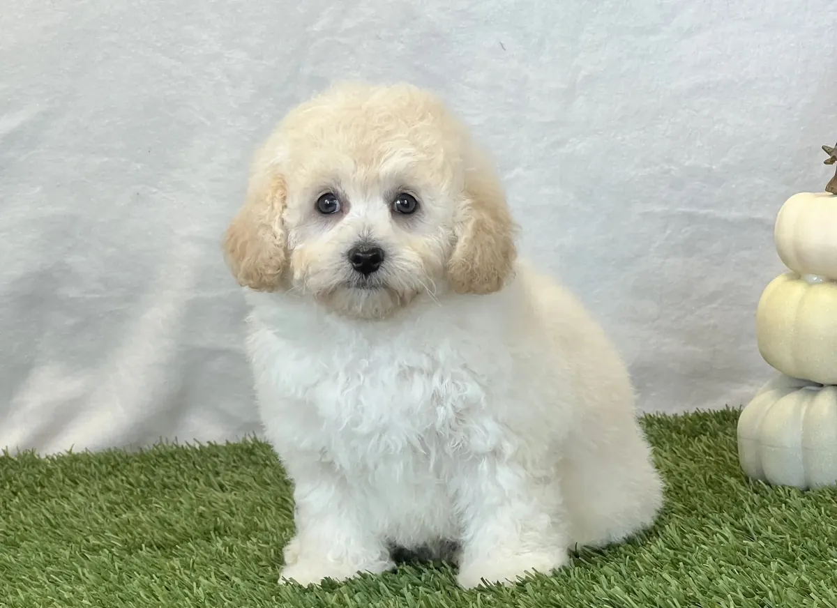 Preciosos cachorros Bichpoo disponibles