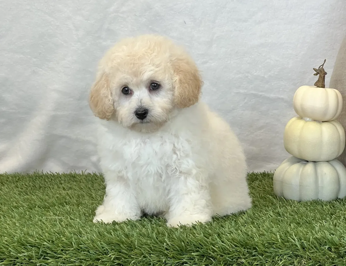 Preciosos cachorros Bichpoo disponibles