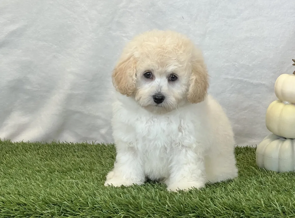 Preciosos cachorros Bichpoo disponibles